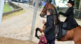 Asheville Saddlebred Classic '21