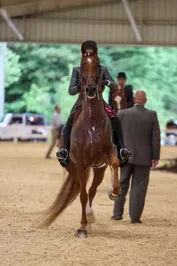 1553c1c8ede2d34e00f0eaae667ca4f00280ee3a10b68324d8b1359c3e07d5df_1_IzAwMDgwMF8xMDA=.jpg